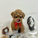 꼬숩당개 이미지