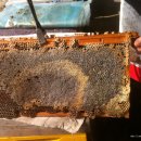 꿀벌지기 오백영(이천시농업기술쎈타 소장)님의 2월 꿀벌관리 이미지