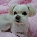 강아지 사랑 이미지