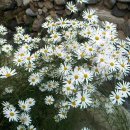 장미꽃길 2 이미지