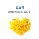 효효맘
