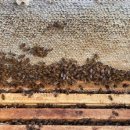 꿀사랑 양봉 이미지