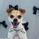 비숑다움 이미지