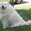 제이애견샵 이미지