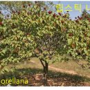자연산, 다 좋기만 할까? 이미지