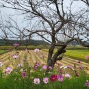 나주국립박물관 마한문화제와 핑크뮬리 꽃 잔치