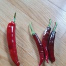 파주초등학교 이미지