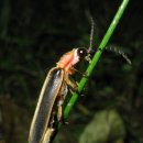 반딧불이 이미지