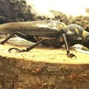 장수하늘소 이미지