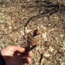 신비한 약초세상 이미지