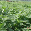 풍성농원 이미지