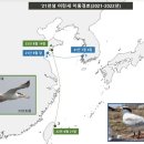 육산도, 신비의 철새 '뿔제비갈매기' 주요 서식지 확인 이미지