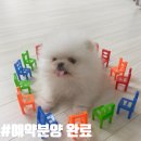 댕집사장 포메라니안 이미지