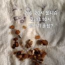 흰엉겅퀴15 땅나리혼합15 이미지