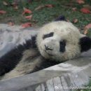 나무향기 차향기 이미지