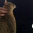 혼자두면 장판뜯어서 차린 개카페 이미지