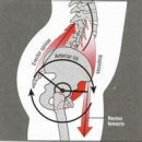 Let`s see the posterior chain 이미지