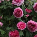 넝쿨장미집 이미지