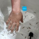 금어농장 | 구피분양 에스아쿠아 앤 카페 수족관카페 금붕어 분양까지