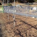 다래와 잣나무 이미지