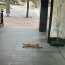 이마트24군산시립도서관점 | 여름엔 그늘마저 푸르다.