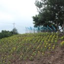 서광서리마을운동장 네이버블로그