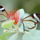 grasswing - 유리날개나비 이미지
