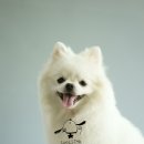 구름 펫 살롱 이미지