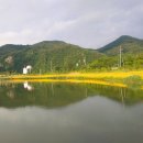 영월동서강정원(연당원) 티스토리
