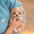 광주강아지분양 고양이분양 미유펫 본점 이미지