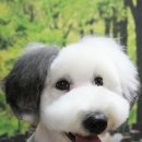 오렌지애견 이미지