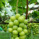 에바다농장 이미지