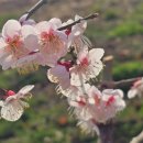 매화농장 | 🌺부산 기장 매화원 | 3월 매화 명소 부산 가볼만한곳 꽃구경 후기