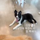 개꼬신내 이미지