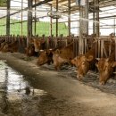 연한우농장 이미지