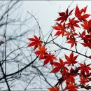 동백꽃마을 이미지