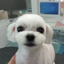 그 남자의 grooming # 공간 이미지