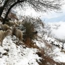 캐시미르 이미지