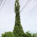 김포 한강 영사정~김포대교~홍도평~일산대교~운양생태공원~용화사삼거리~봉성산~전류리포구 종주 이미지