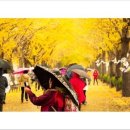 취소합니다, 11월 13일(일) 아산 곡교천 은행나무길 걷기 및 파크골프 번개 모임.. 이미지