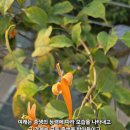 여래