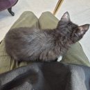 이쁜냥이 | 천안 신정호 카페 드레스입은 고양이 후기