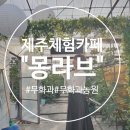 주몽농장 | [제주/오등] 모두모두 무화과세상으로 체험카페 "몽라브"