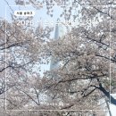 석촌호 | 2026 석촌호수 벚꽃 카페 축제 기간 현황 후기 주차