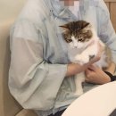 냥이 싸롱 이미지