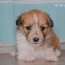 닥터에이스 동물병원 이미지