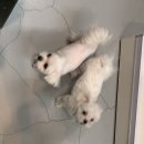 퍼피몽몽 | 세종 “퍼피스타일” 애견미용후기