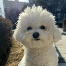 인생개컷 이미지