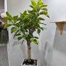 에덴플라워 이미지