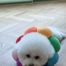 사과나무 동물병원 이미지